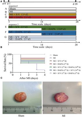 Optimized alternative ordering of dapagliflozin and sacubitril-valsartan in post-myocardial infarction heart failure